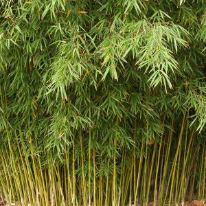 bamboo