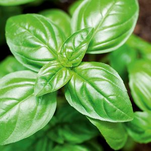 Basil Schram plants