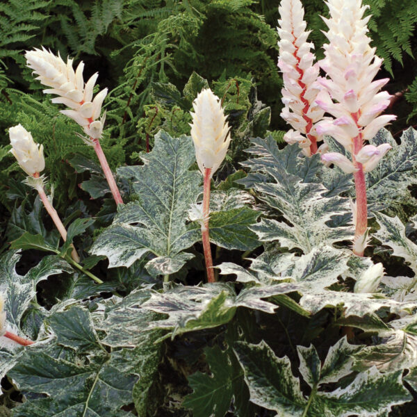 Acanthus Whitewater
