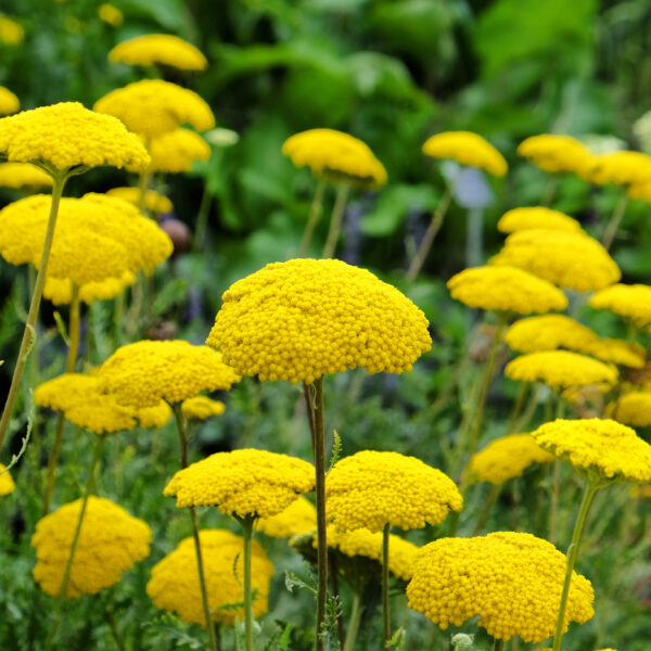 Achillea Cloth of Gold