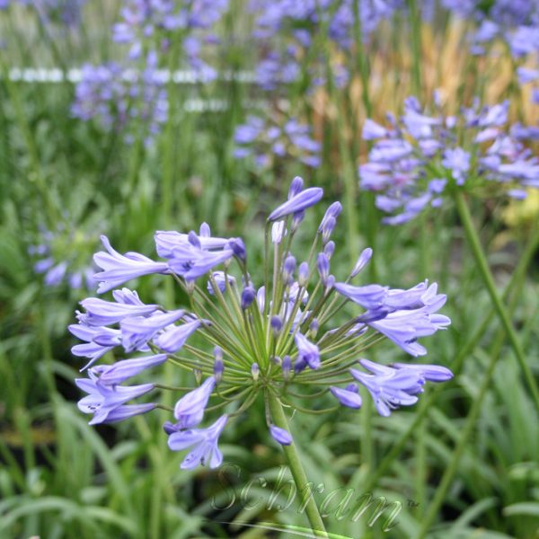 Agapanthus 'Blue Umbrella'