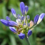 Agapanthus 'Charlotte' - Image 2