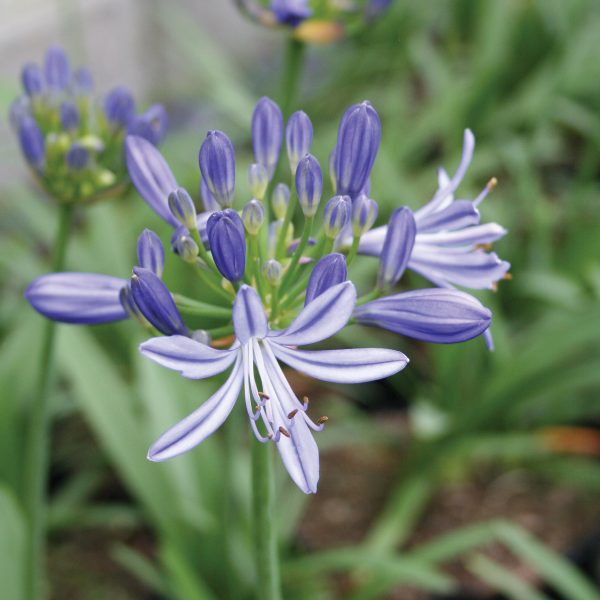 Agapanthus 'Charlotte'