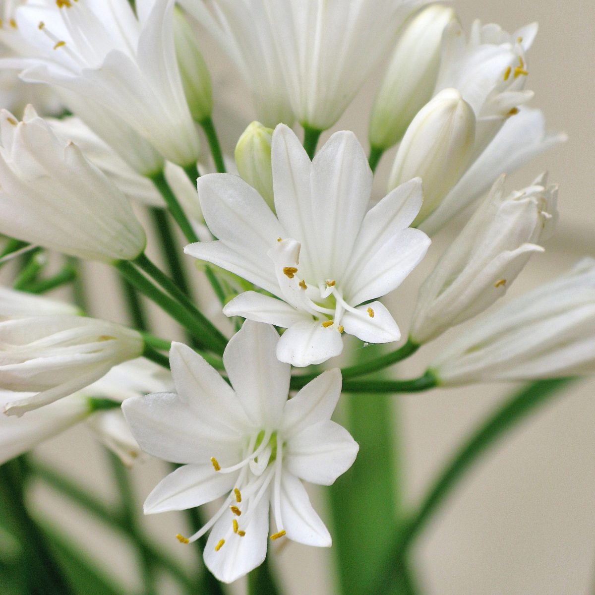 Agapanthus 'Double Diamond' - Image 2