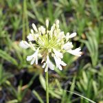 Agapanthus 'Polar Ice'