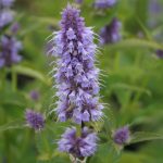 Agastache 'Blue Fortune'