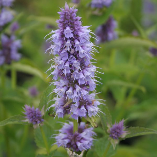 Agastache 'Blue Fortune'