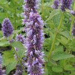 Agastache 'Blue Fortune' - Image 2