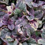 Ajuga reptans ‘Burgundy Glow’