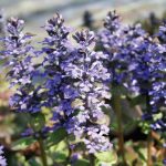 Ajuga reptans 'Catlin's Giant'