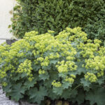 Alchemilla mollis