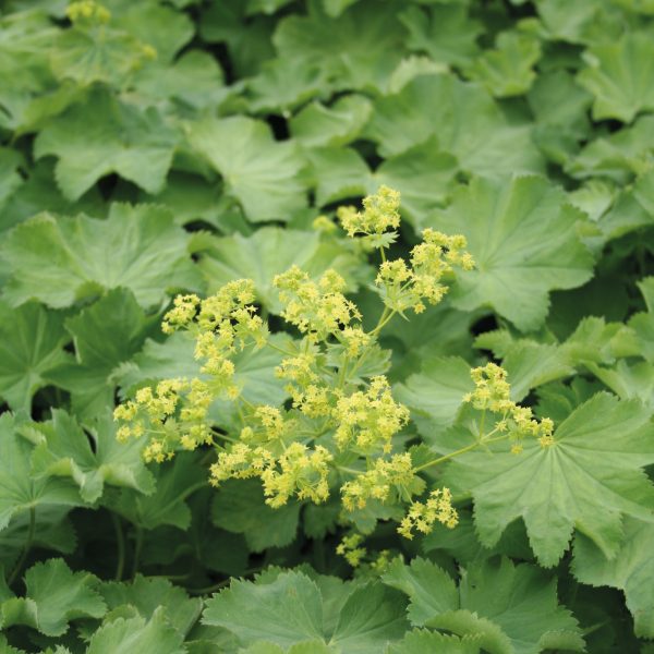 Alchemilla mollis 'Thriller'