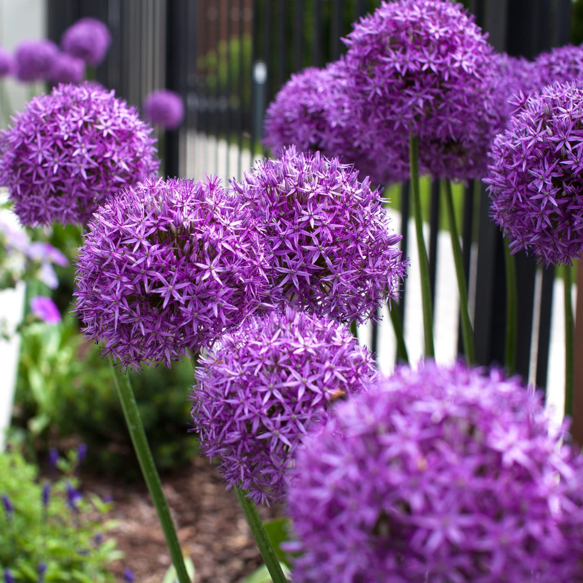 Allium ‘Globemaster’
