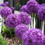 Allium Globemaster