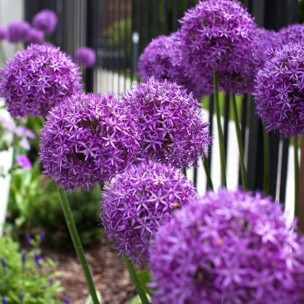Allium ‘Globemaster’