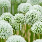 Allium Mount Everest