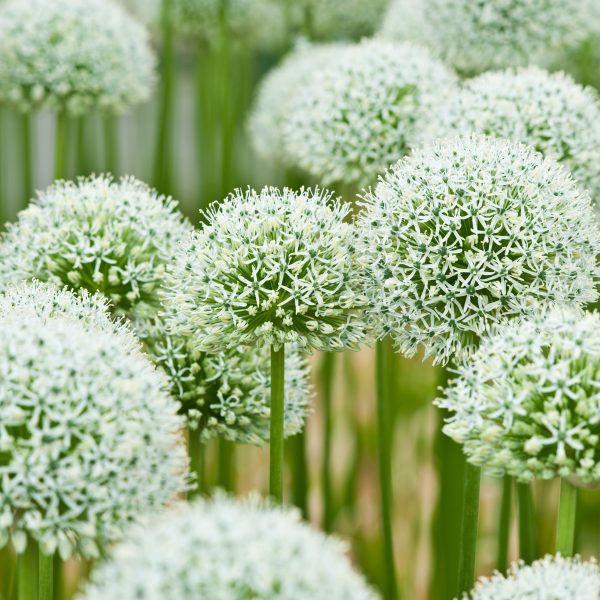 Allium Mount Everest