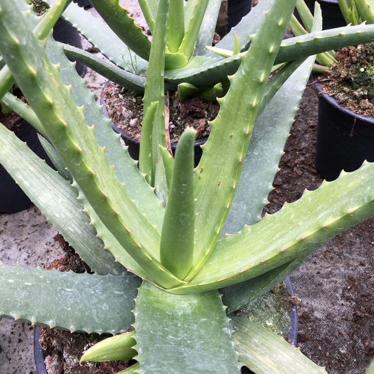 Aloe Vera - Image 3