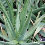 Aloe Vera - Image 2