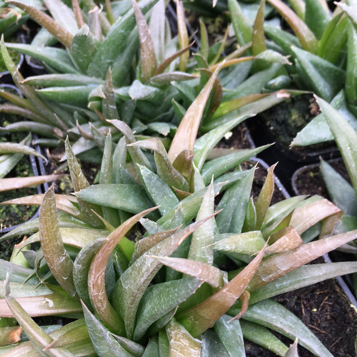 Aloe Vera 'Black Gem' - Image 3
