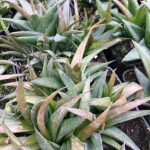 Aloe Vera 'Black Gem' - Image 3