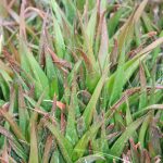 Aloe Vera 'Black Gem' - Image 2
