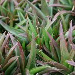 Aloe Vera 'Black Gem'