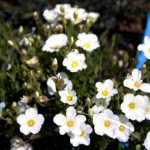 Arenaria Montana