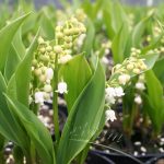Convallaria Majalis