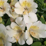 Alstroemeria Coloroita Claire