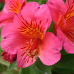 Alstroemeria Colorita Eliane