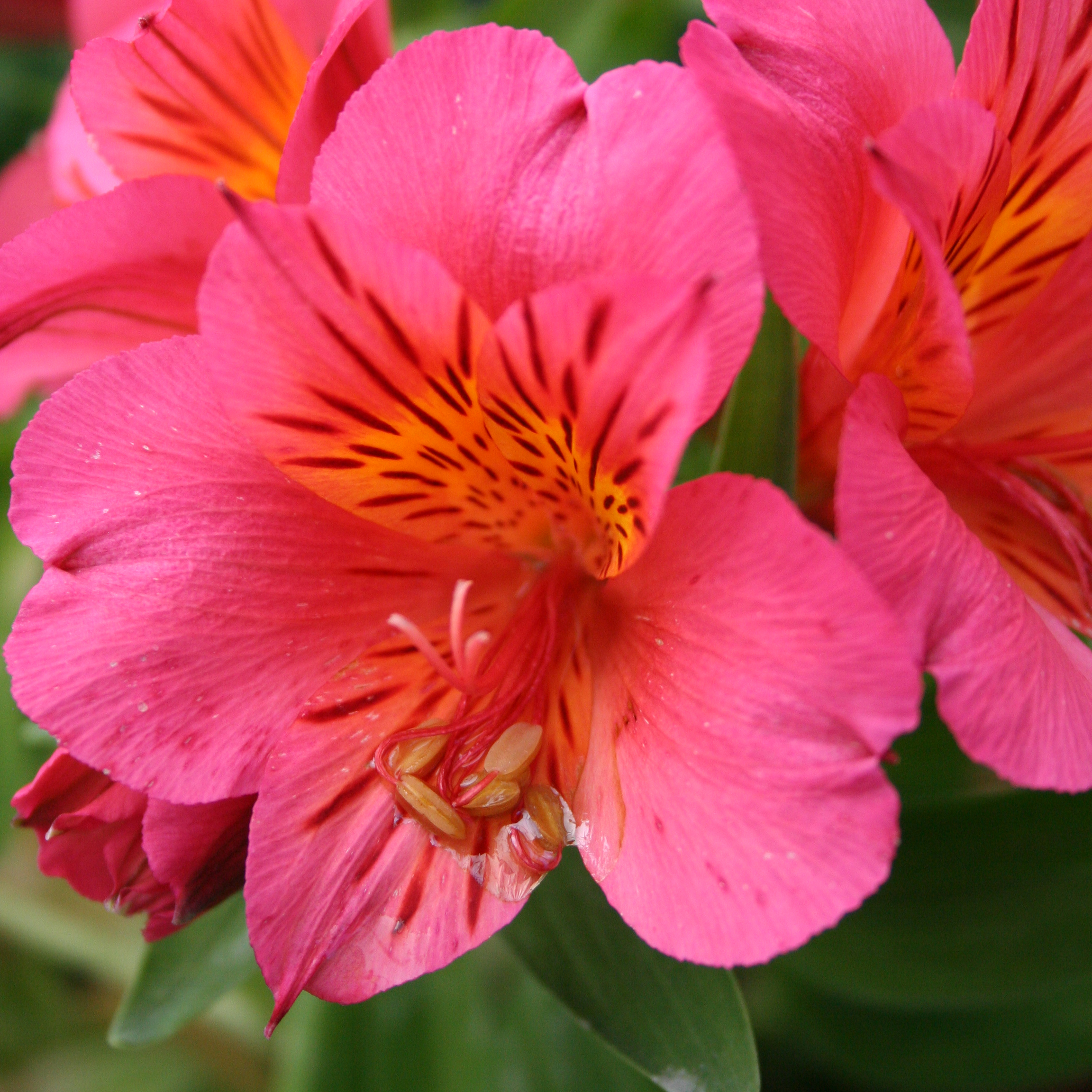 Alstroemeria Colorita Eliane Alstroemeria Colorita Eliane