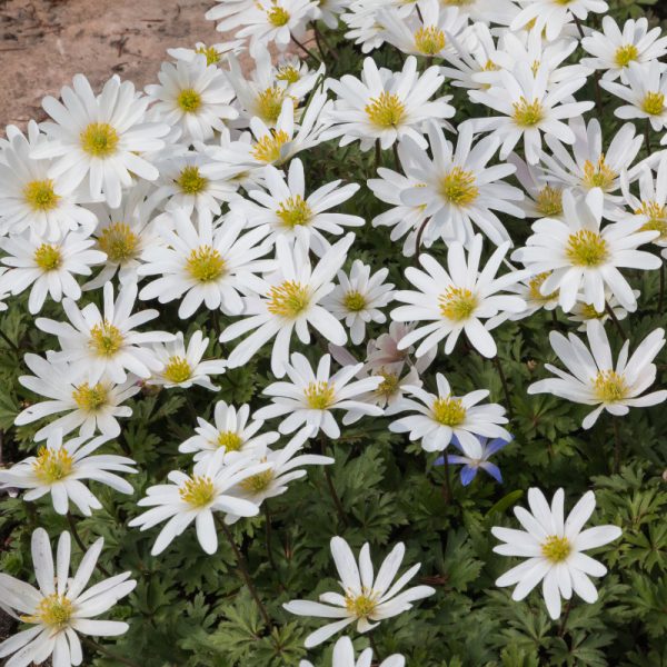 Anemone Blanda 'Alba'