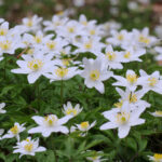 Anenome Nemorosa