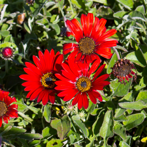Arctotis 'Hannah'