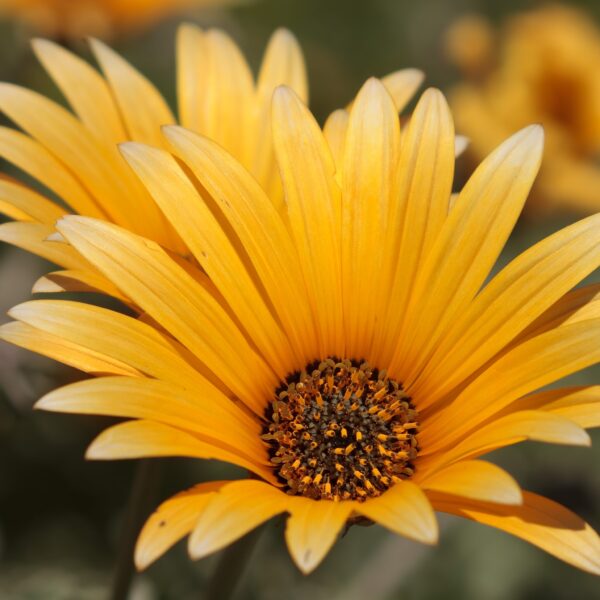 Arctotis 'Heidi'