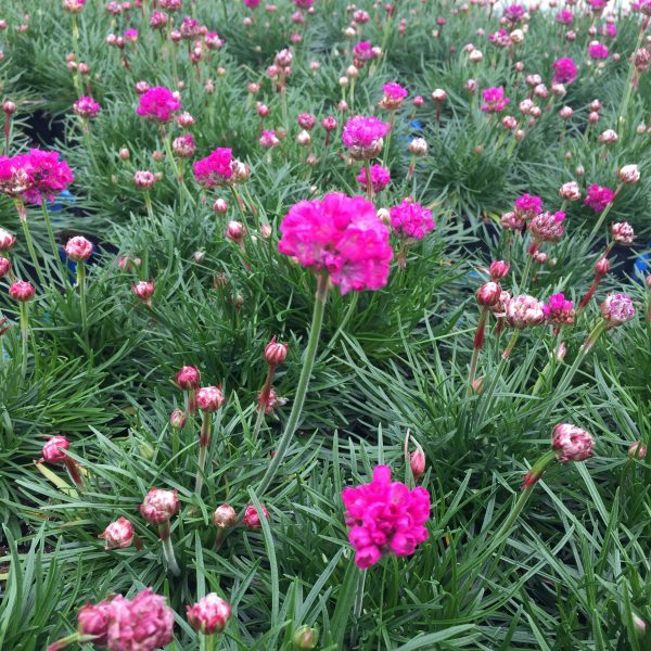 Armeria maritima 'Splendens'