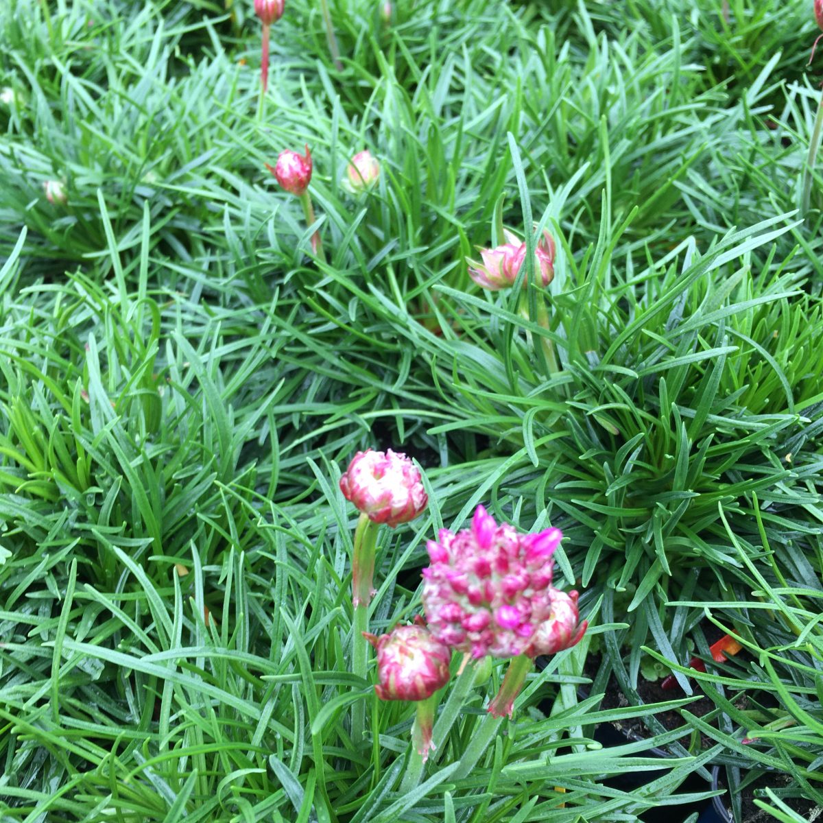 Armeria maritima 'Splendens' - Image 2