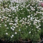 Armeria maritima 'Alba'