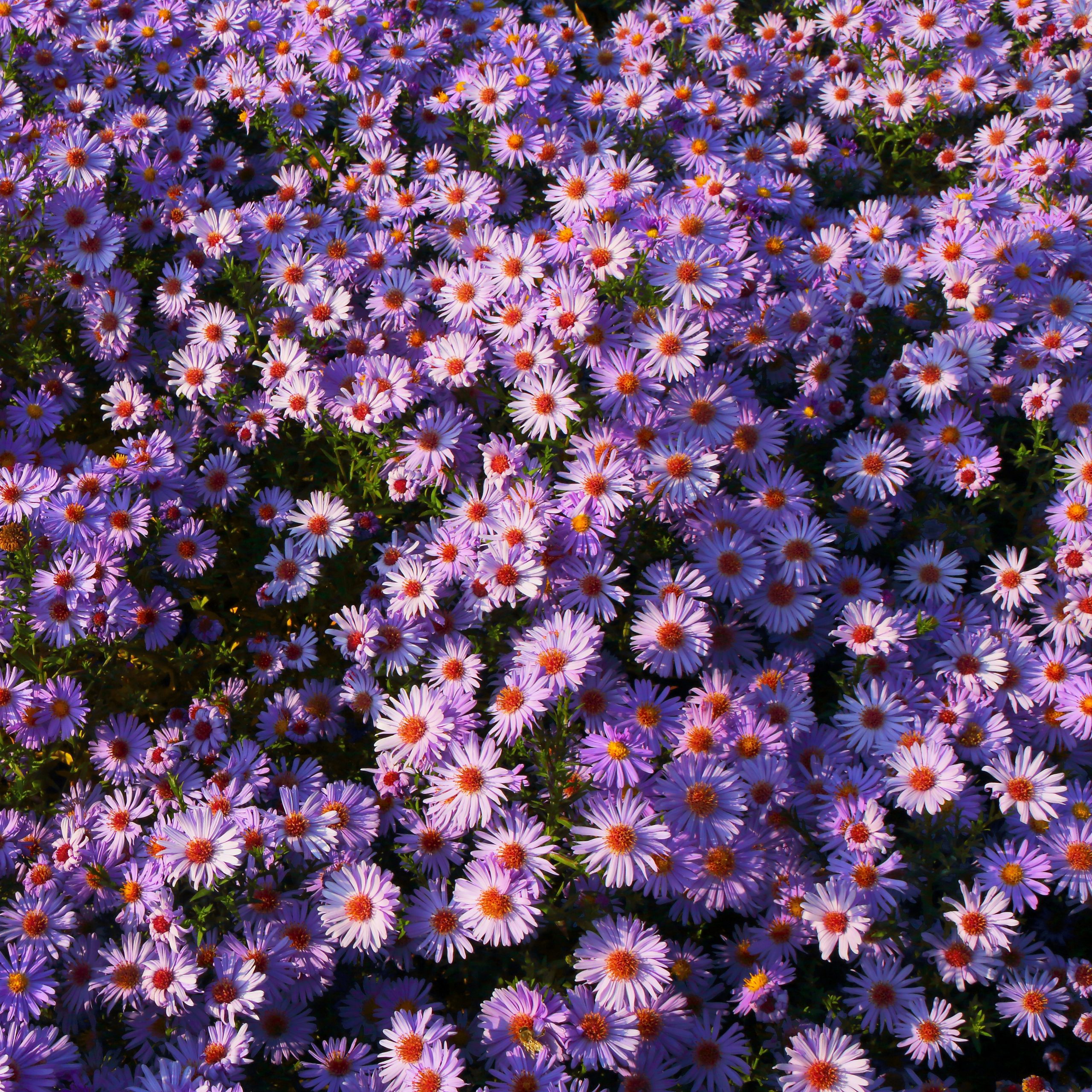 Aster 'Lady in Blue'
