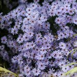 Aster 'Little Carlow'