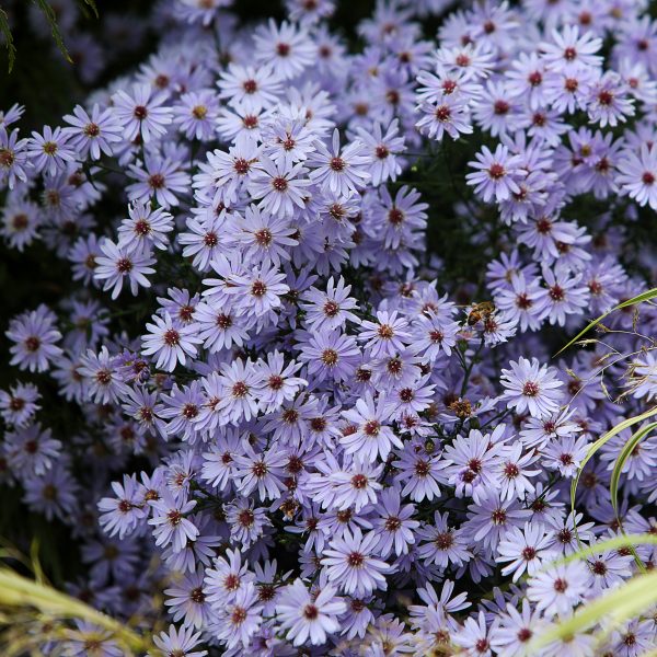 Aster 'Little Carlow'