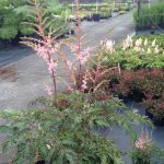 Astilbe 'Hennie Graafland' - Image 2