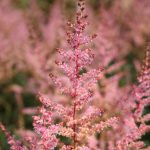 Astilbe 'Hennie Graafland'