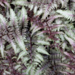 Athyrium niponicum 'Pictum'