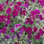 Aubrieta 'Variegated Red'