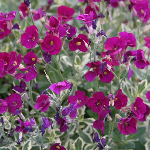 Aubrieta 'Variegated Red'
