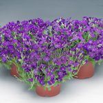 Aubrieta 'Audrey Blue'