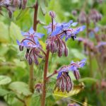 Borage - Image 2