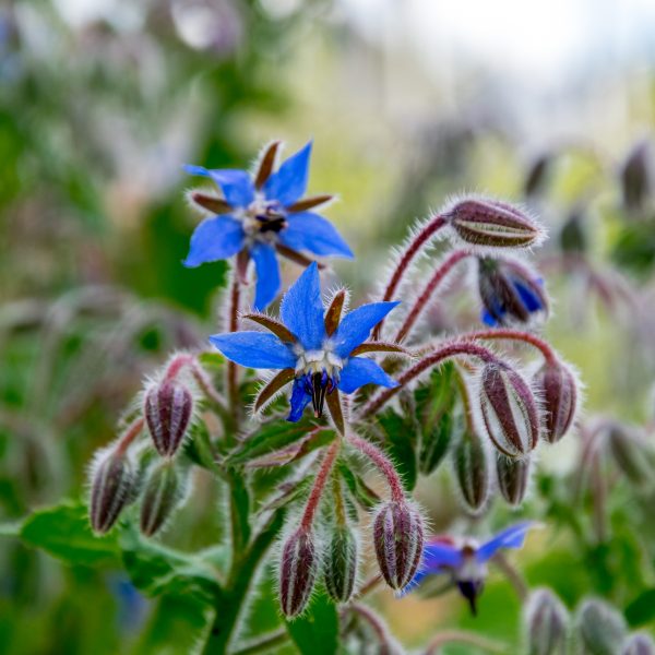 Borage